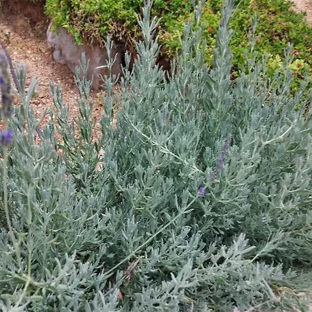 Casa Alfazema - Algarvia De Charme Dom wakacyjny